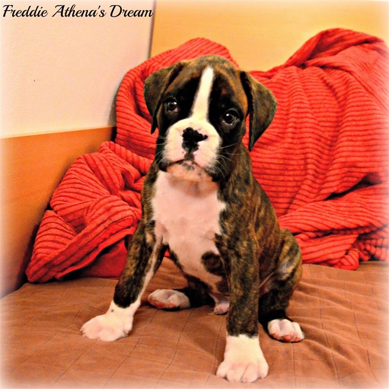 6,5 weeks